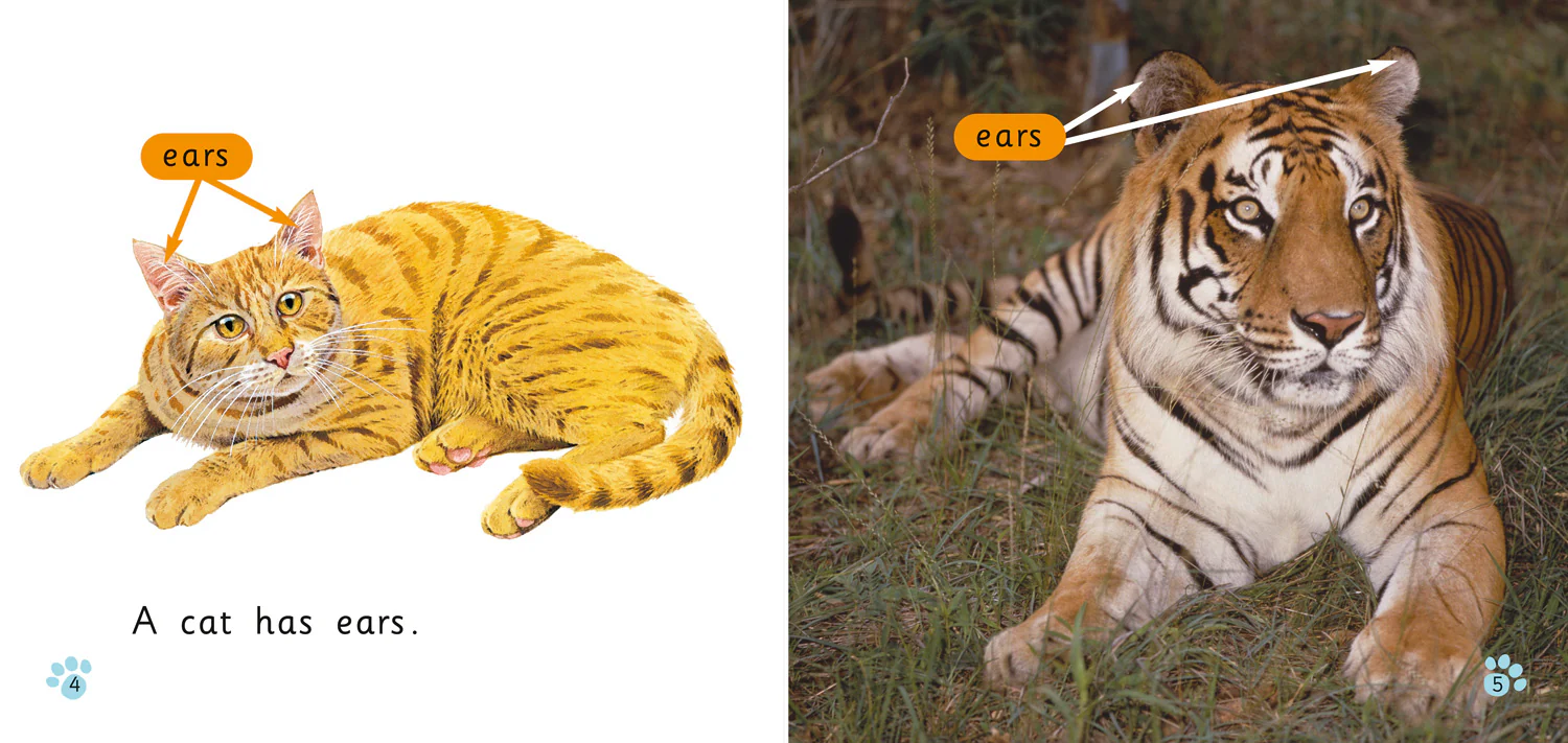 Collins Big Cat - Cats: Band 01B/Pink B - Image 3
