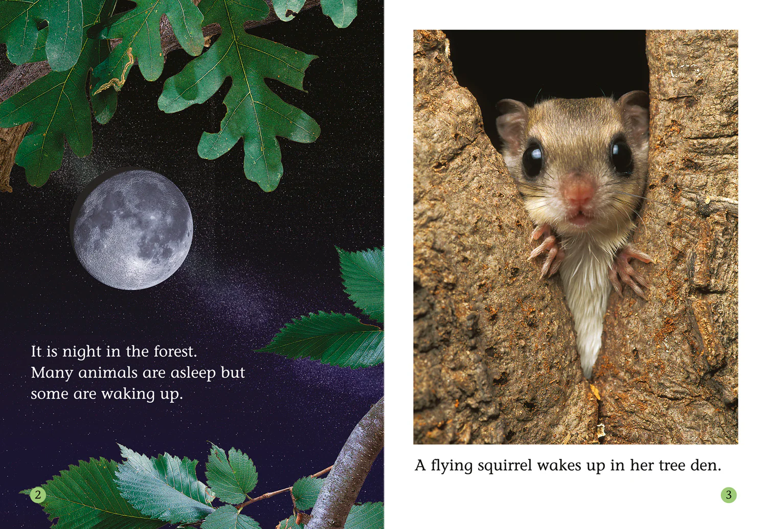 Collins Big Cat - The Fantastic Flying Squirrel: Band 04/Blue - Image 2