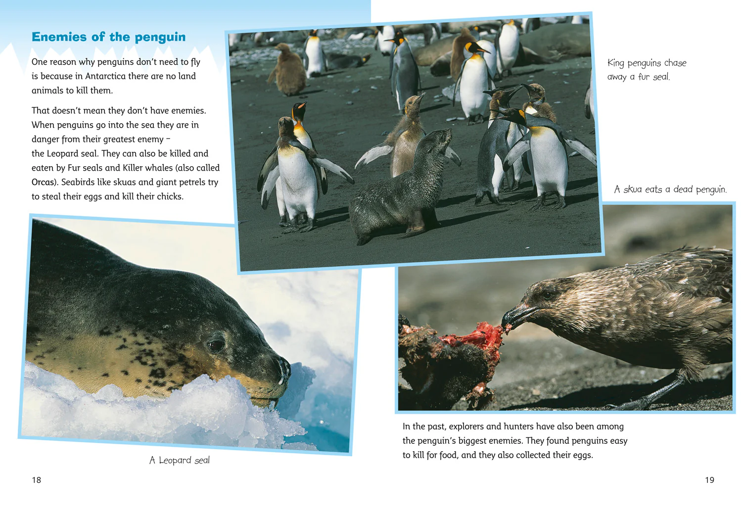 Collins Big Cat - Antarctica: Land of the Penguins: Band 10/White - Image 3