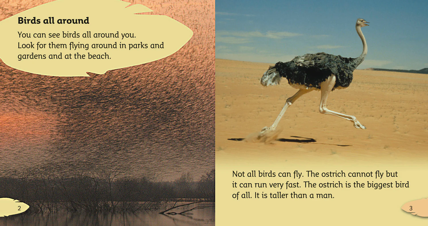 Collins Big Cat Phonics - Birds: Band 04/Blue - Image 2