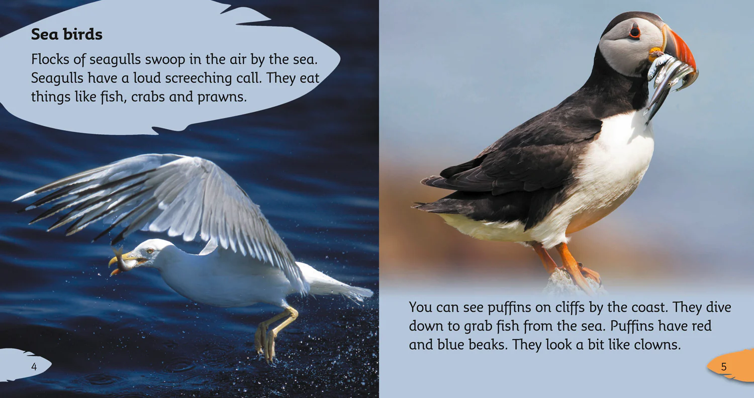 Collins Big Cat Phonics - Birds: Band 04/Blue - Image 3