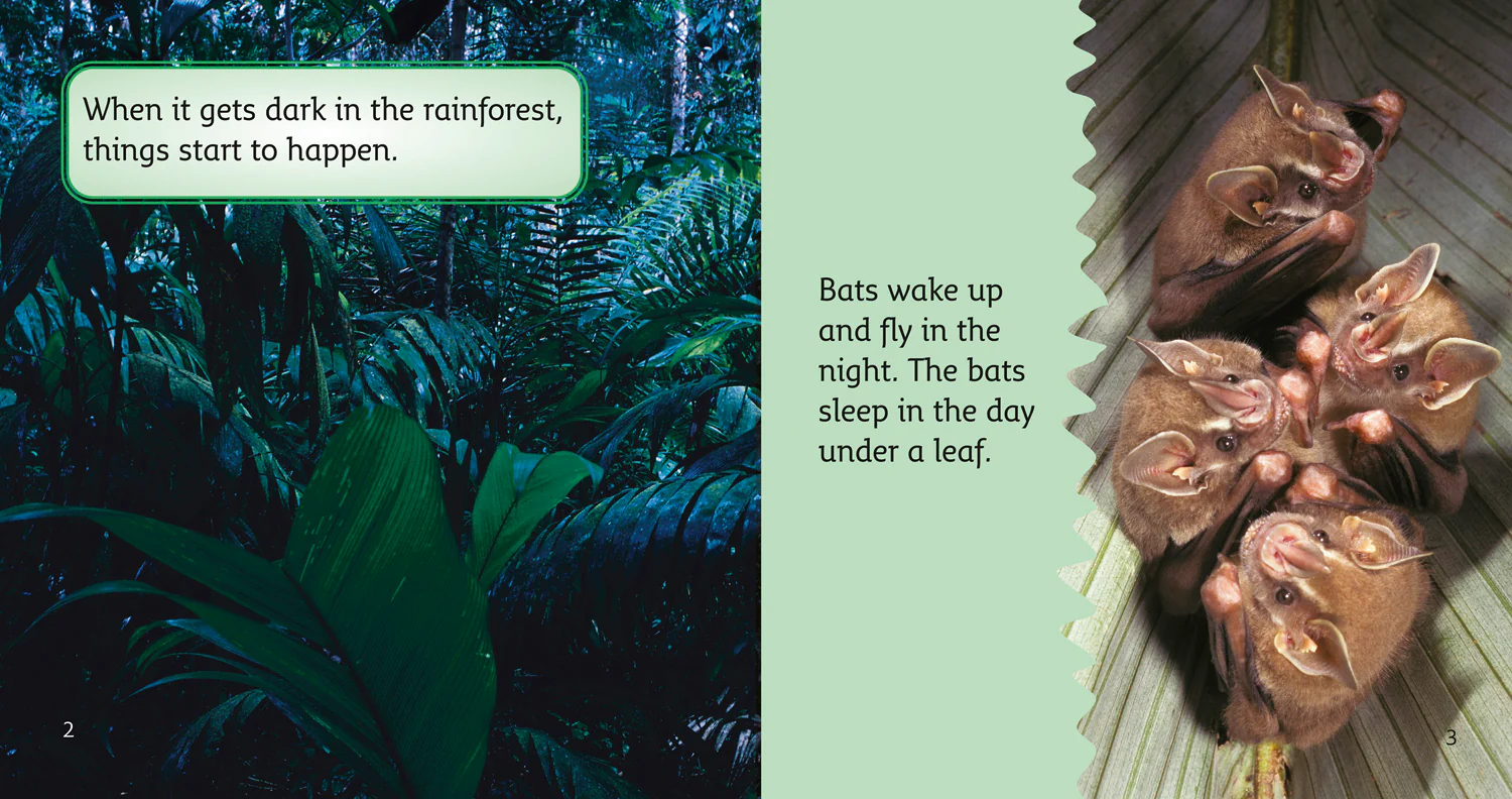Collins Big Cat Phonics - The Rainforest at Night: Band 04/Blue - Image 2