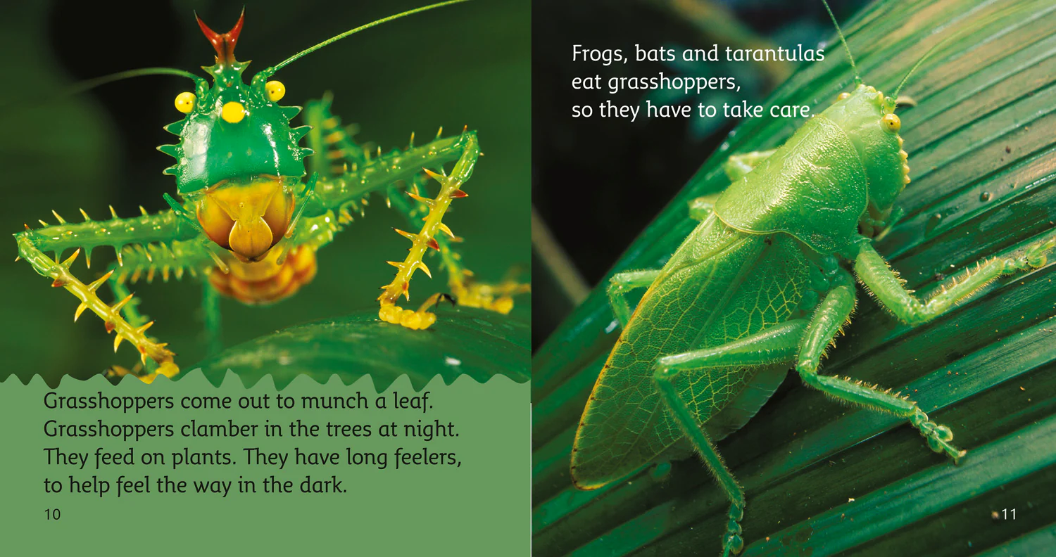Collins Big Cat Phonics - The Rainforest at Night: Band 04/Blue - Image 3