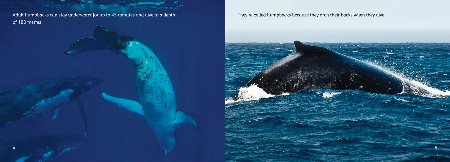 Collins Big Cat - The Journey of Humpback Whales: Band 07/Turquoise - Image 3