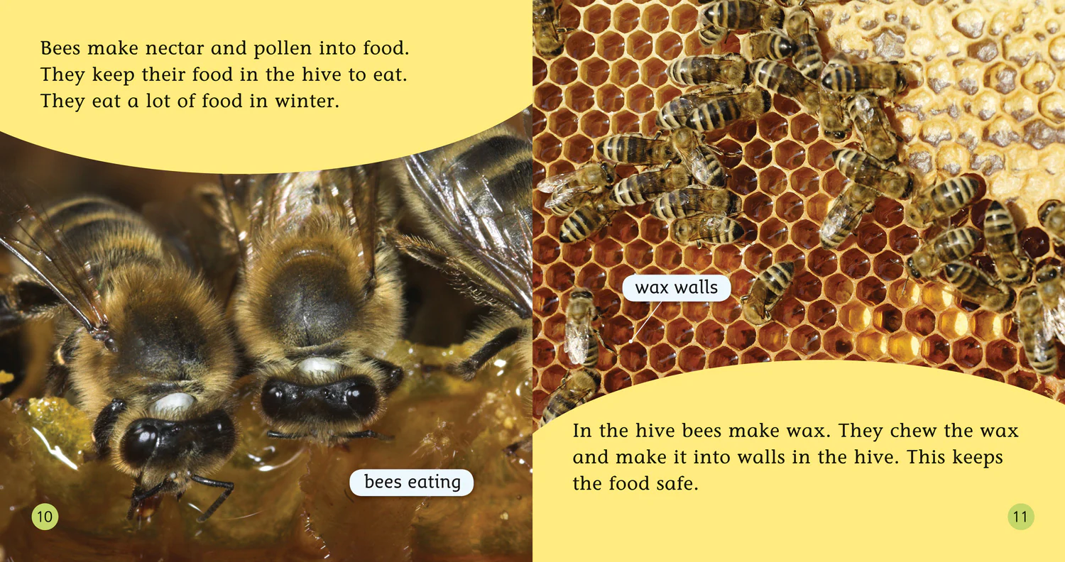 Collins Big Cat Phonics - Buzzy Bees: Band 04/Blue - Image 3