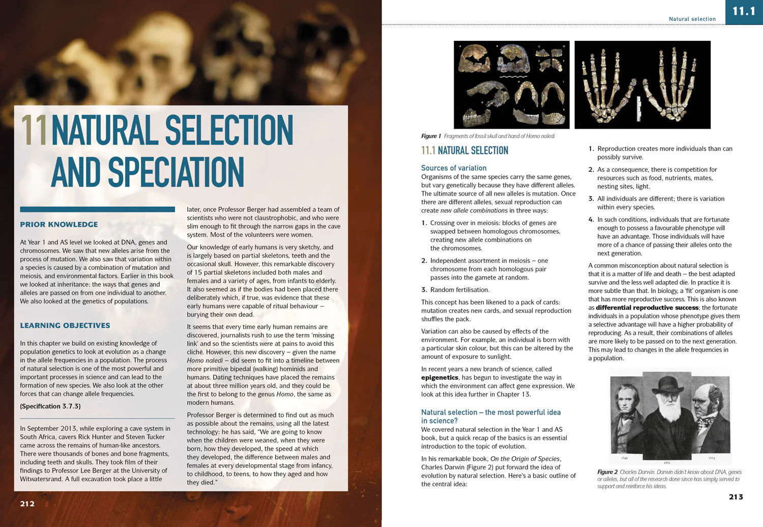 Collins AQA A Level Science - AQA A Level Biology Year 2 Student Book - Image 3