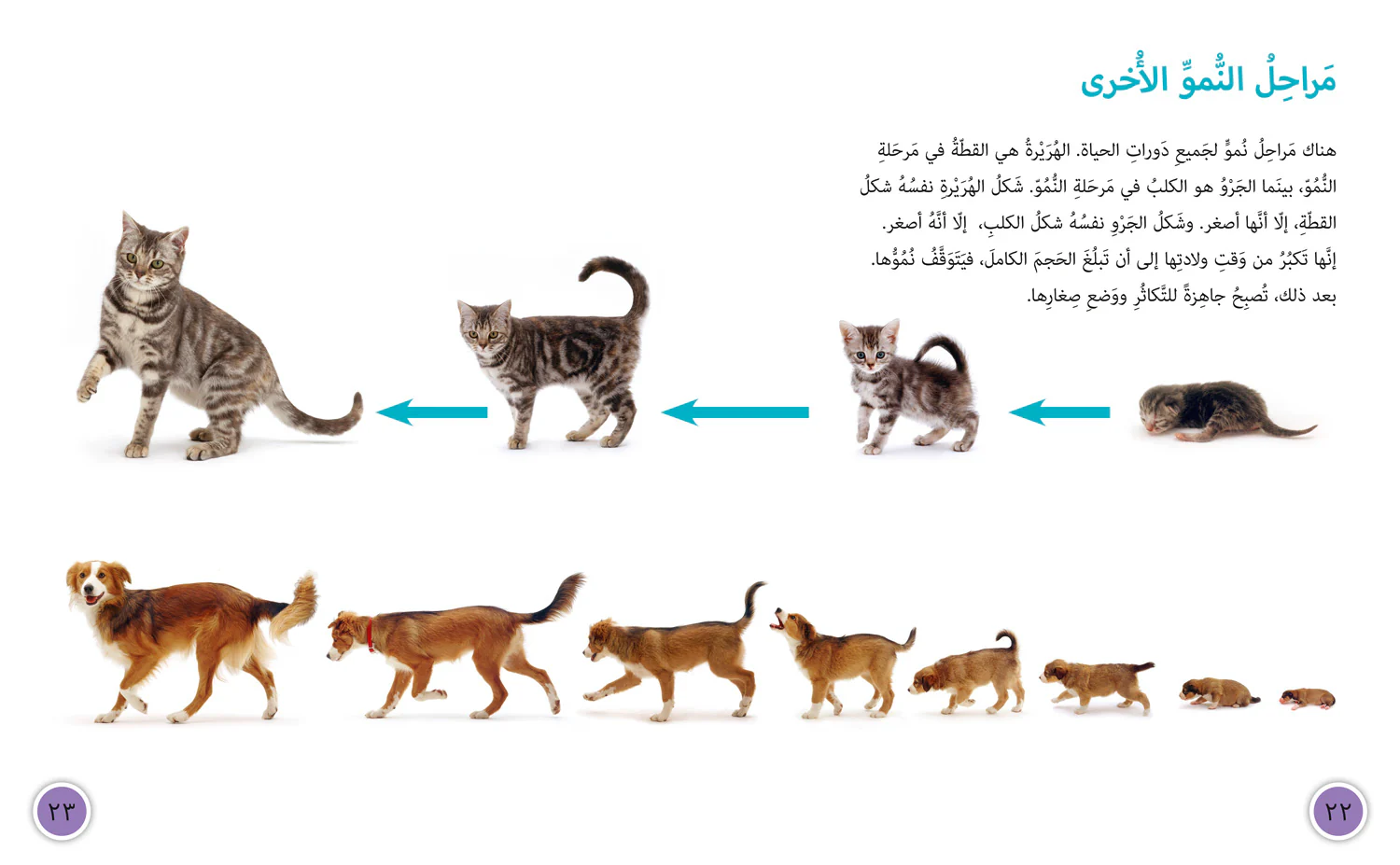 Collins Big Cat Arabic Reading Programme - Life Cycles: Level 15 (First edition) - Image 3