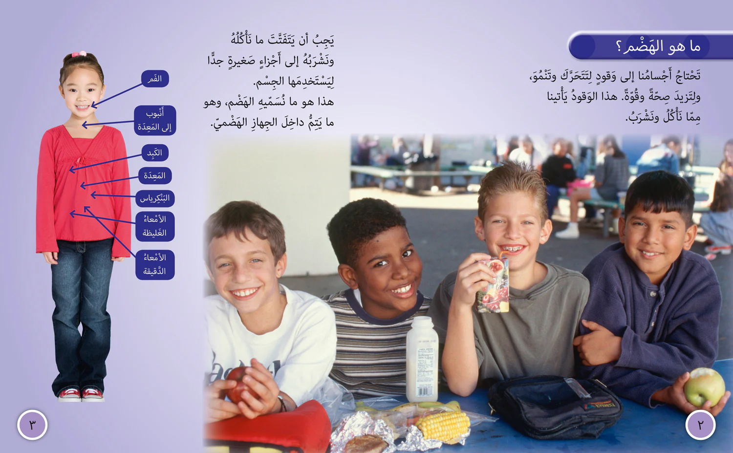 Collins Big Cat Arabic Reading Programme - The Digestive System: Level 11 (First edition) - Image 2