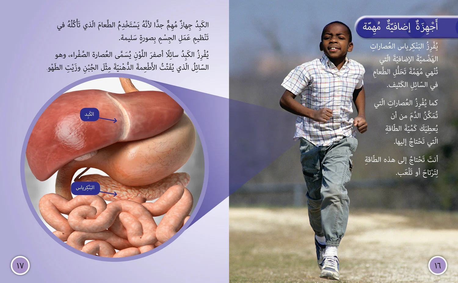 Collins Big Cat Arabic Reading Programme - The Digestive System: Level 11 (First edition) - Image 3