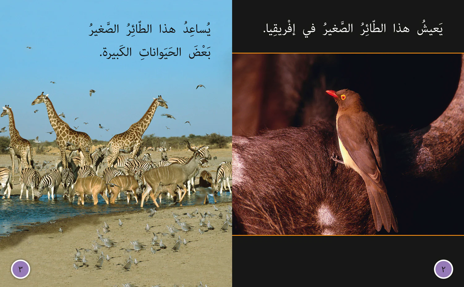Collins Big Cat Arabic Reading Programme - The Helper Bird: Level 8 (First edition) - Image 2