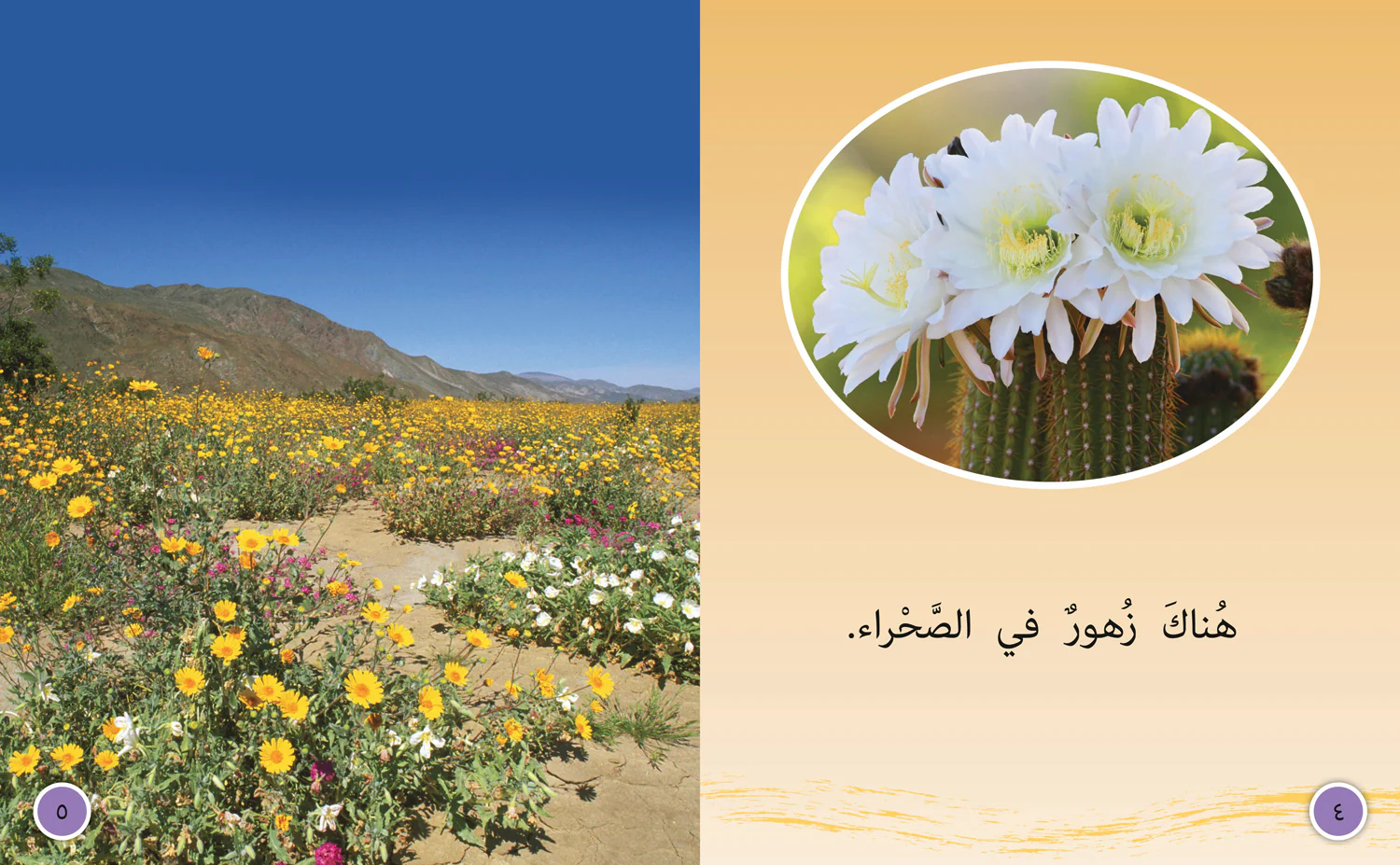 Collins Big Cat Arabic Reading Programme - In the Desert: Level 6 (First edition) - Image 3