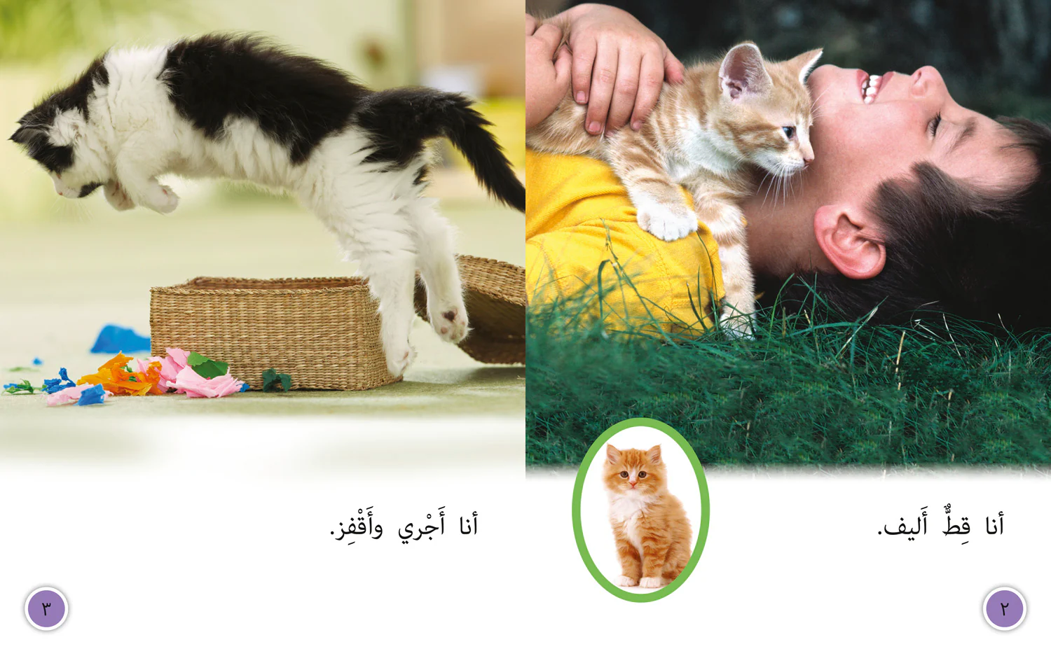 Collins Big Cat Arabic Reading Programme - Tame Cat, Wild Cat: Level 8 - Image 2