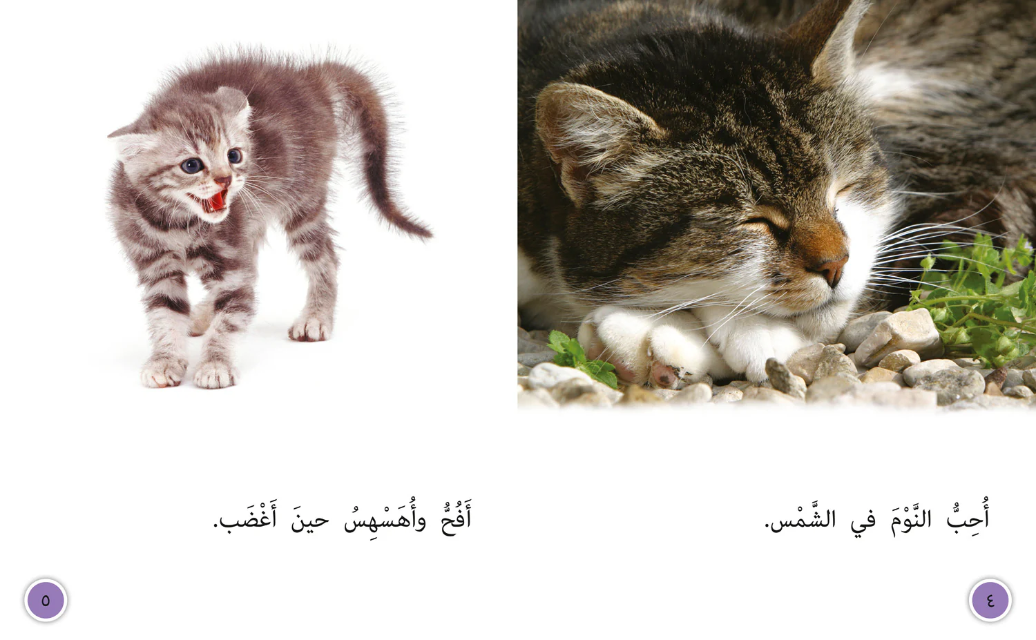 Collins Big Cat Arabic Reading Programme - Tame Cat, Wild Cat: Level 8 - Image 3