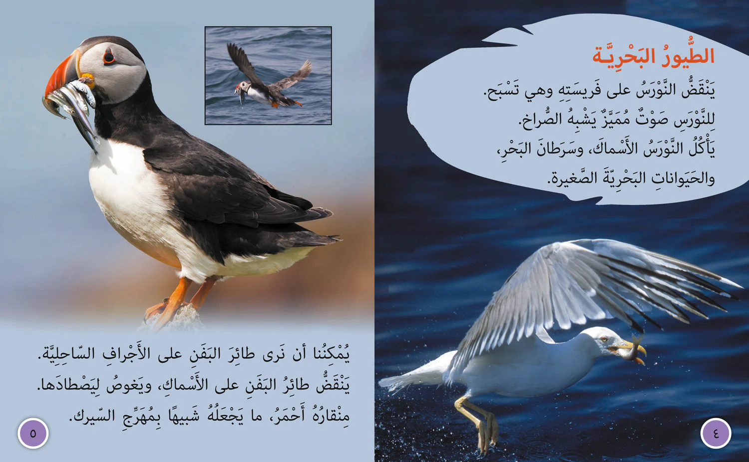 Collins Big Cat Arabic Reading Programme - Birds: Level 9 - Image 3