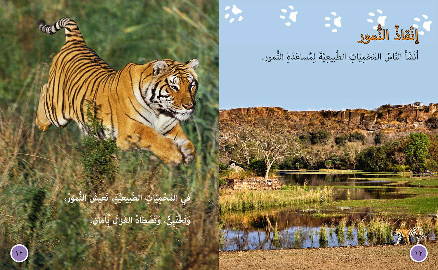 Collins Big Cat Arabic Reading Programme - Tigers in Danger: Level 10 - Image 3