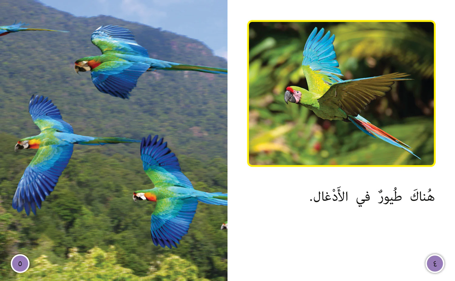 Collins Big Cat Arabic Reading Programme - In the Jungle: Level 6 - Image 3