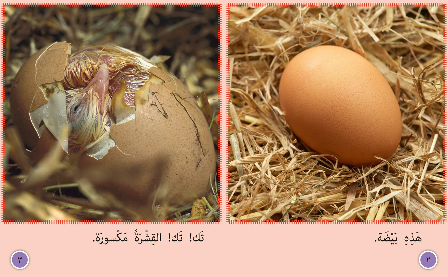 Collins Big Cat Arabic Reading Programme - Chick to Hen: Level 7 - Image 2