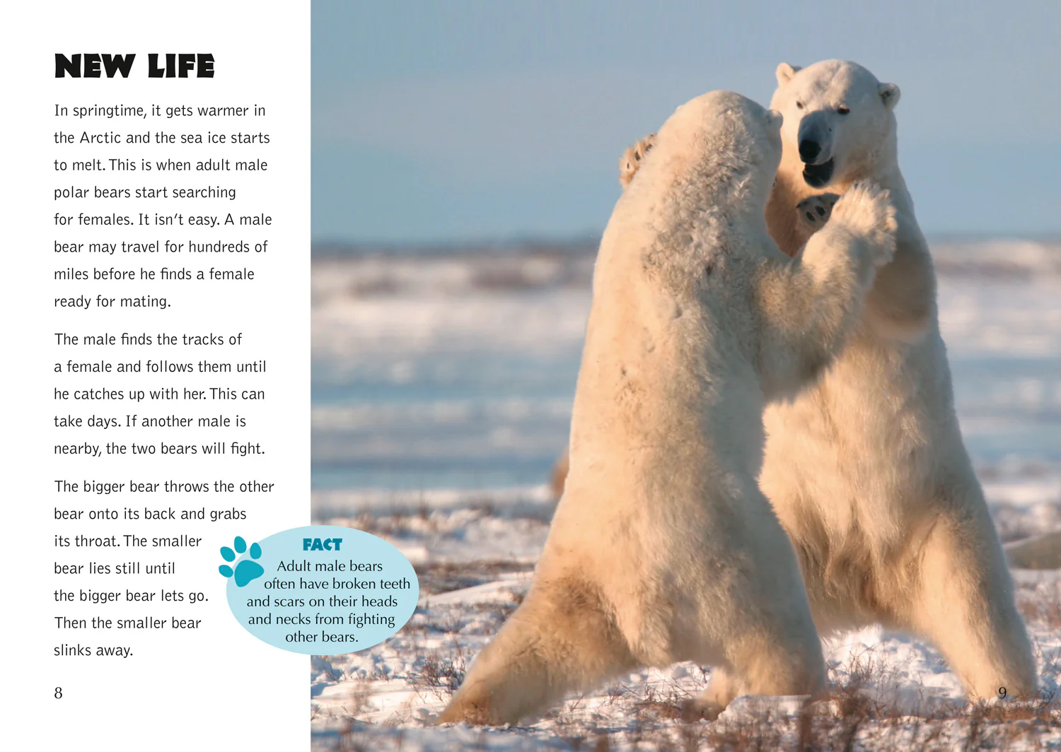 Collins Big Cat - The Life Cycle of a Polar Bear: Band 14/Ruby - Image 3