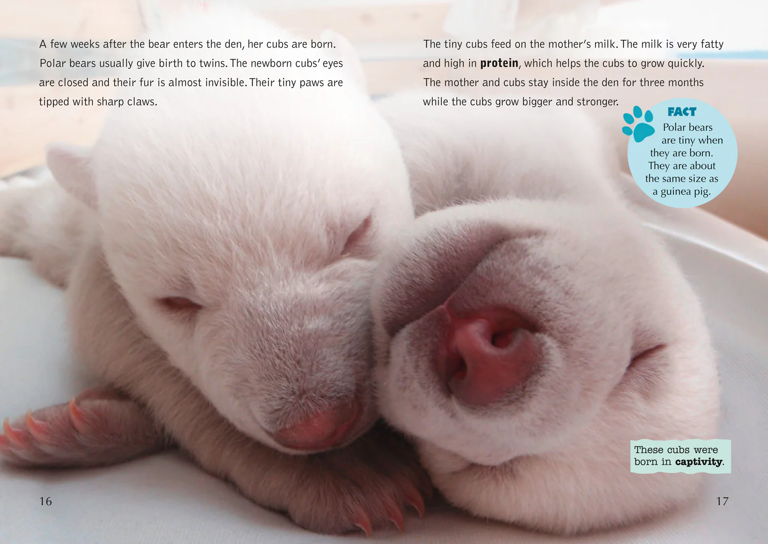 Collins Big Cat - The Life Cycle of a Polar Bear: Band 14/Ruby - Image 4