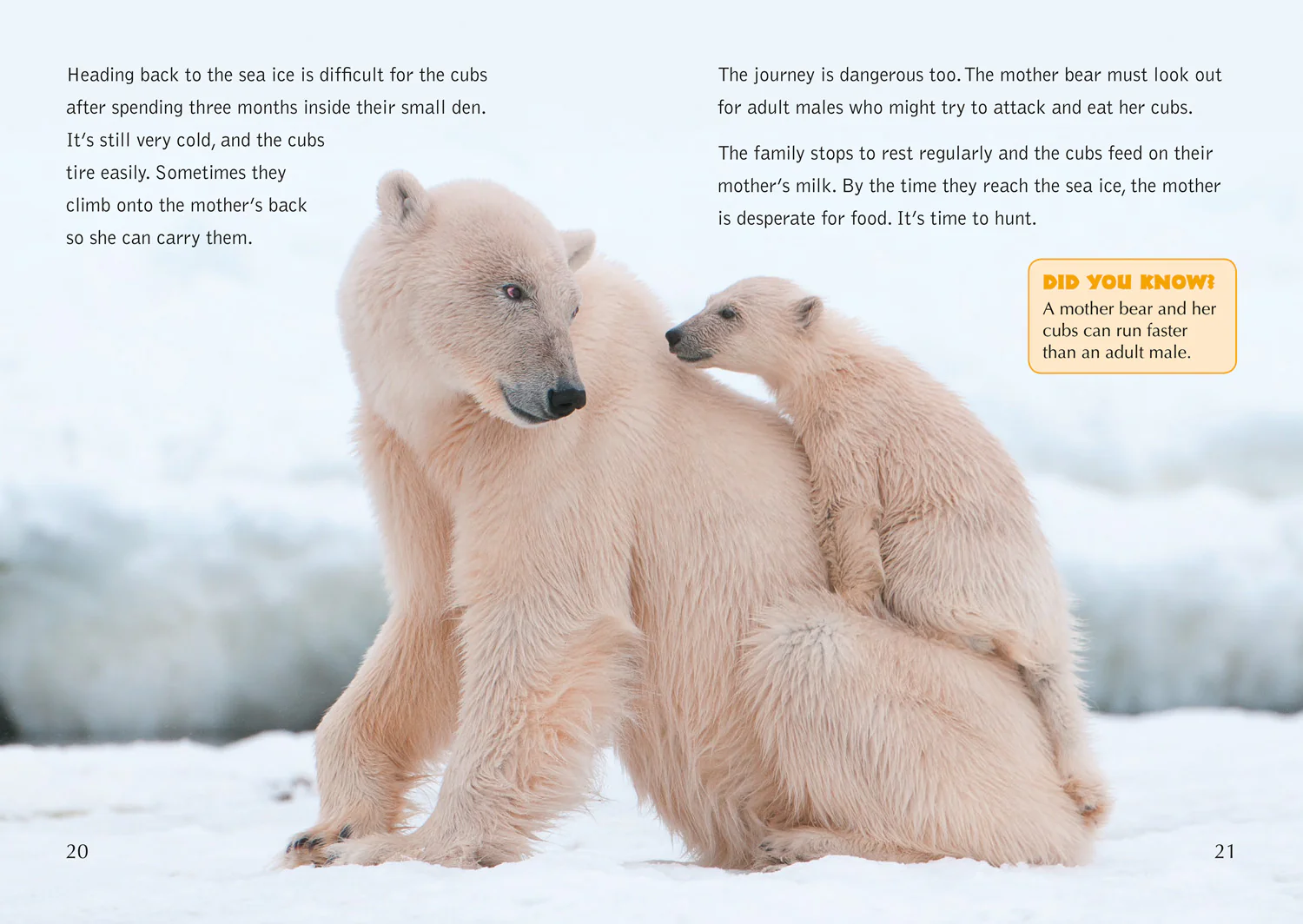 Collins Big Cat - The Life Cycle of a Polar Bear: Band 14/Ruby - Image 5