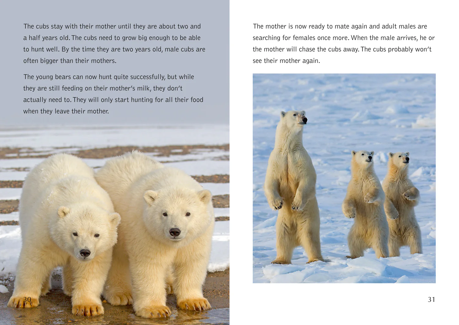 Collins Big Cat - The Life Cycle of a Polar Bear: Band 14/Ruby - Image 7