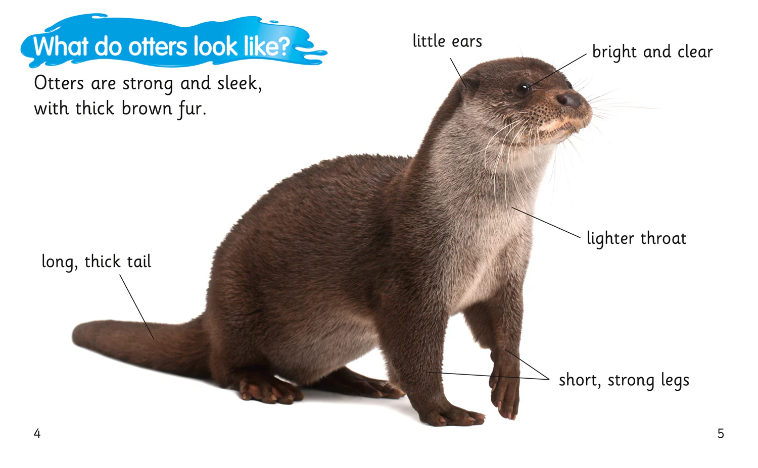 Collins Big Cat Phonics for Letters and Sounds - How to Spot an Otter: Band 04/Blue - Image 2