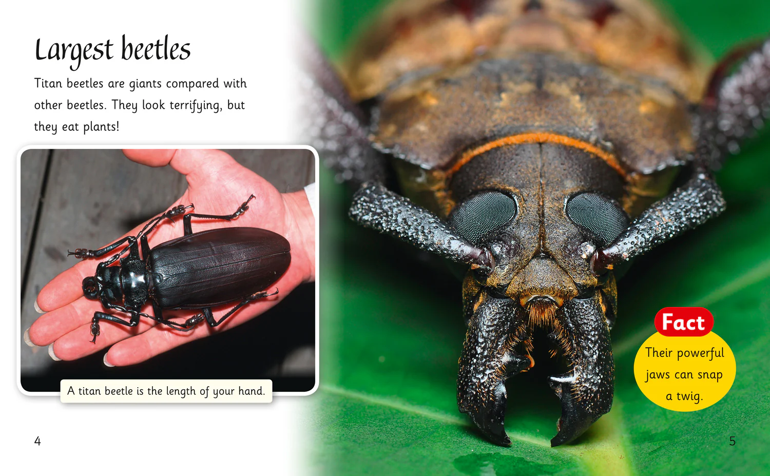 Collins Big Cat Phonics for Letters and Sounds - Beetles Around the World: Band 06/Orange - Image 2