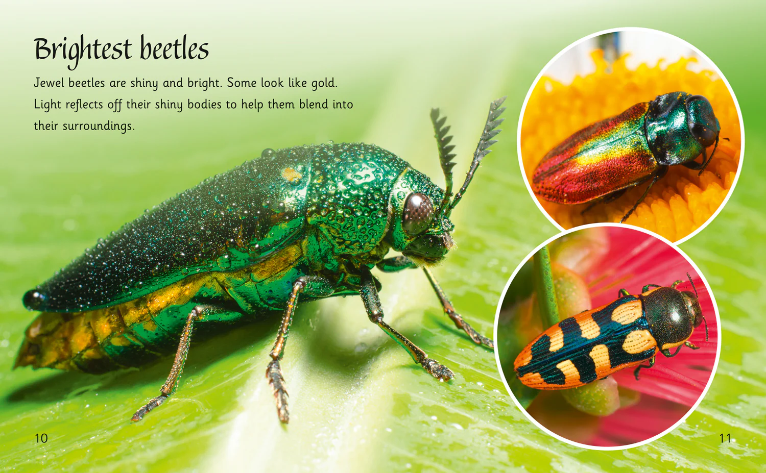 Collins Big Cat Phonics for Letters and Sounds - Beetles Around the World: Band 06/Orange - Image 3
