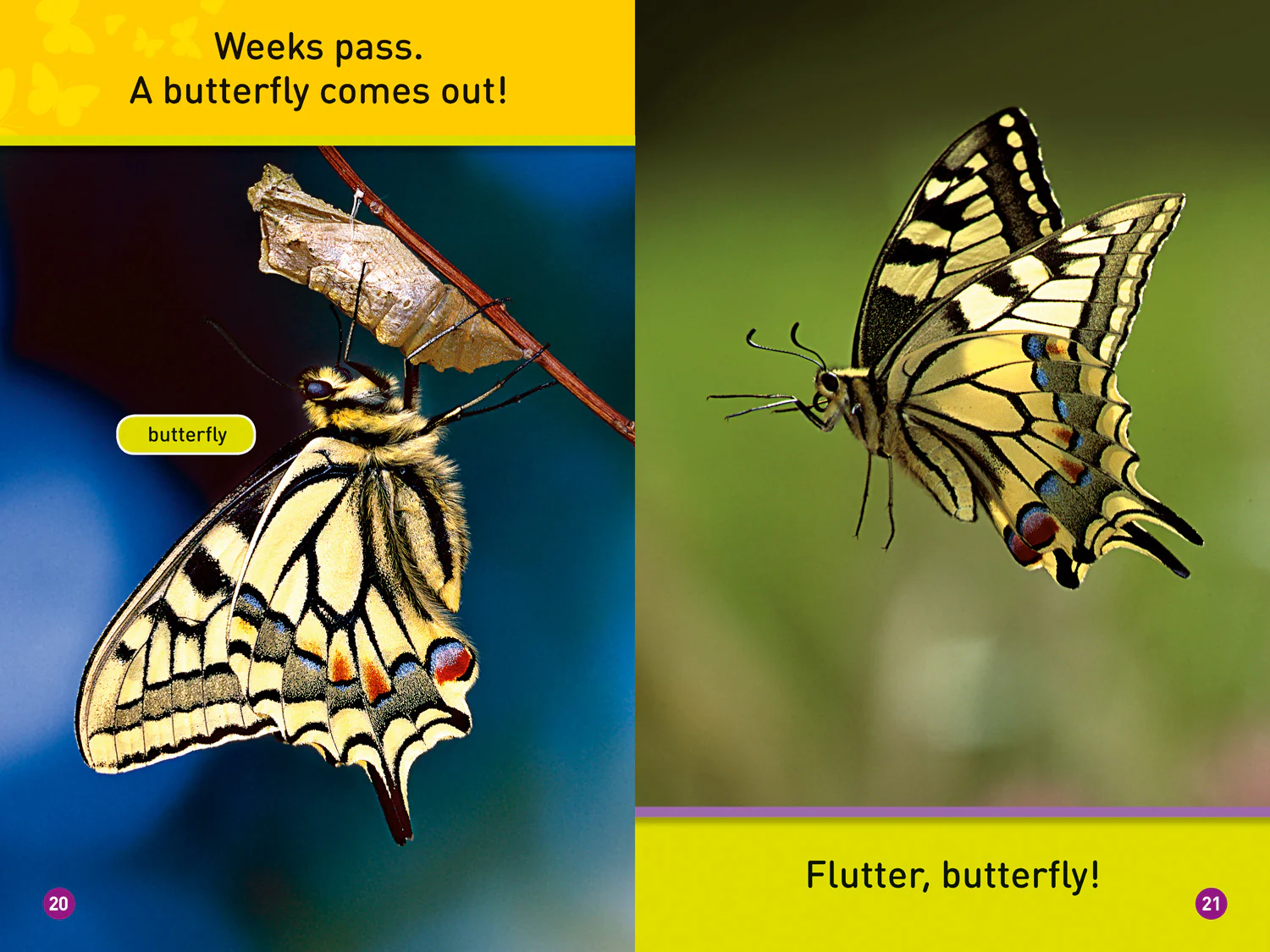 National Geographic Readers - Flutter, Butterfly!: Level 1 - Image 3