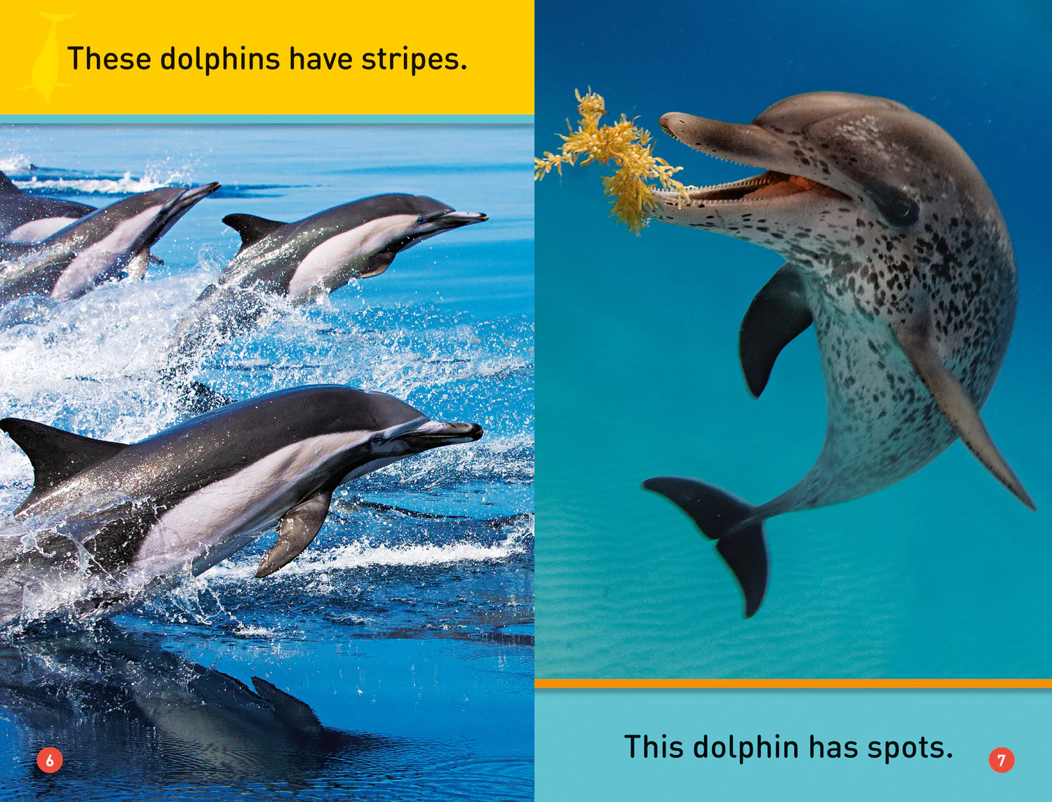 National Geographic Readers - Dive, Dolphin!: Level 1 - Image 2