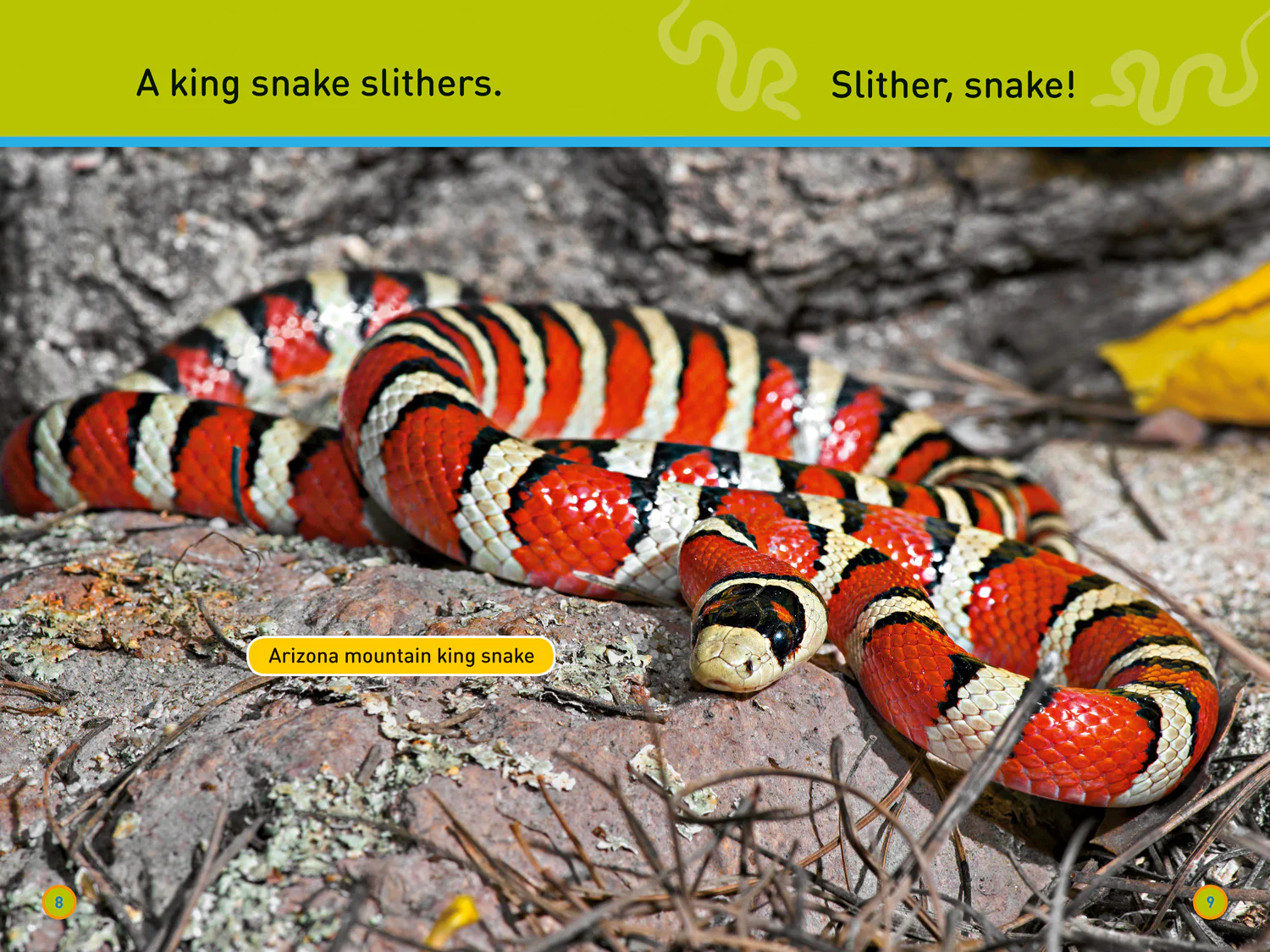 National Geographic Readers - Slither, Snake!: Level 1 - Image 2