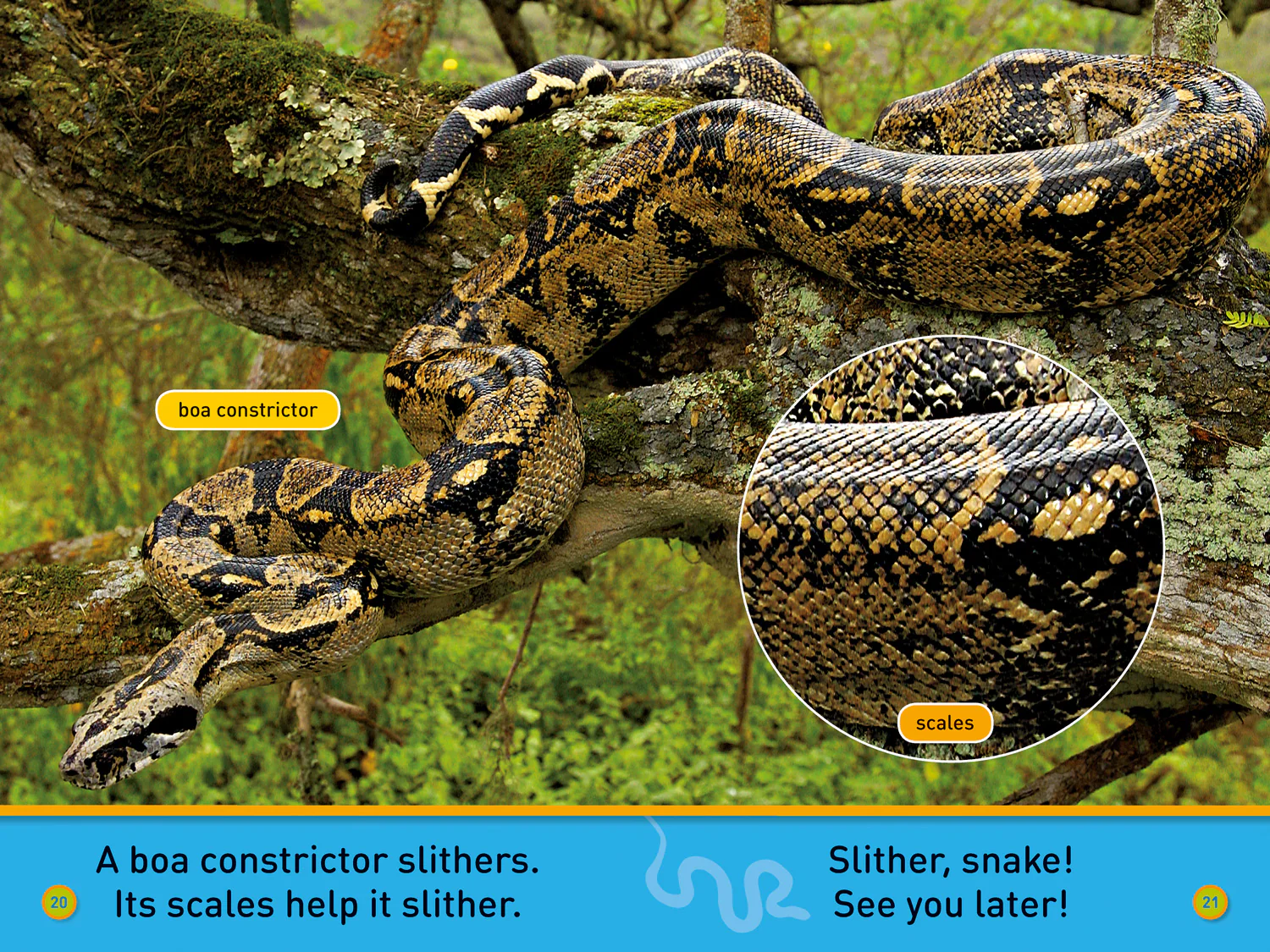 National Geographic Readers - Slither, Snake!: Level 1 - Image 3