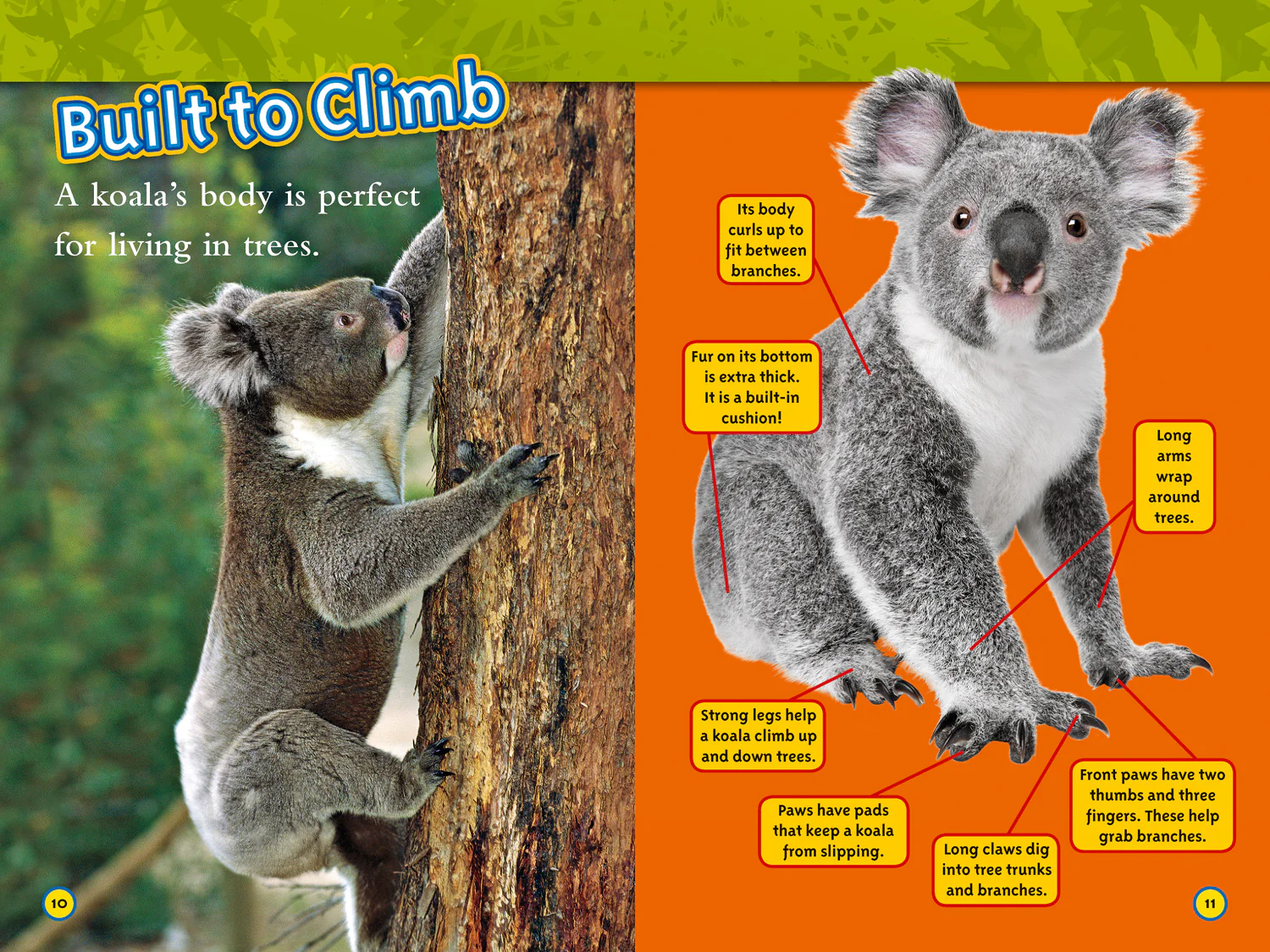 National Geographic Readers - Koalas: Level 2 - Image 2