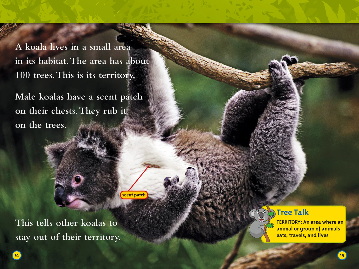 National Geographic Readers - Koalas: Level 2 - Image 3