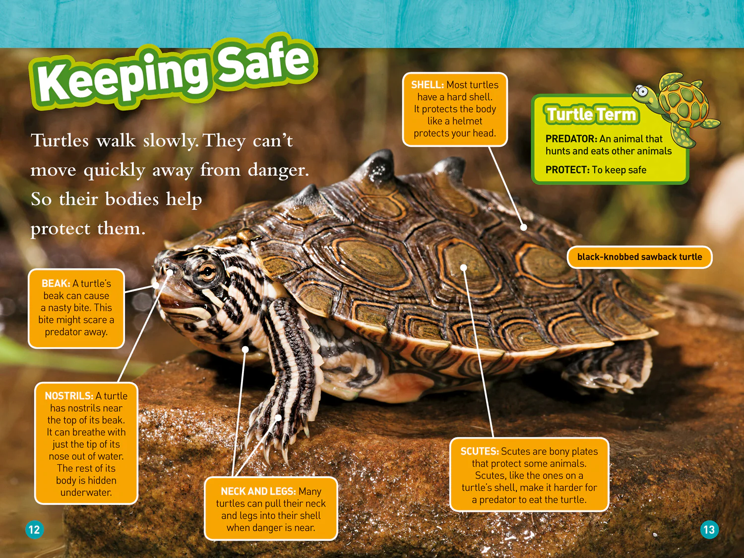 National Geographic Readers - Turtles and Tortoises: Level 2 - Image 2
