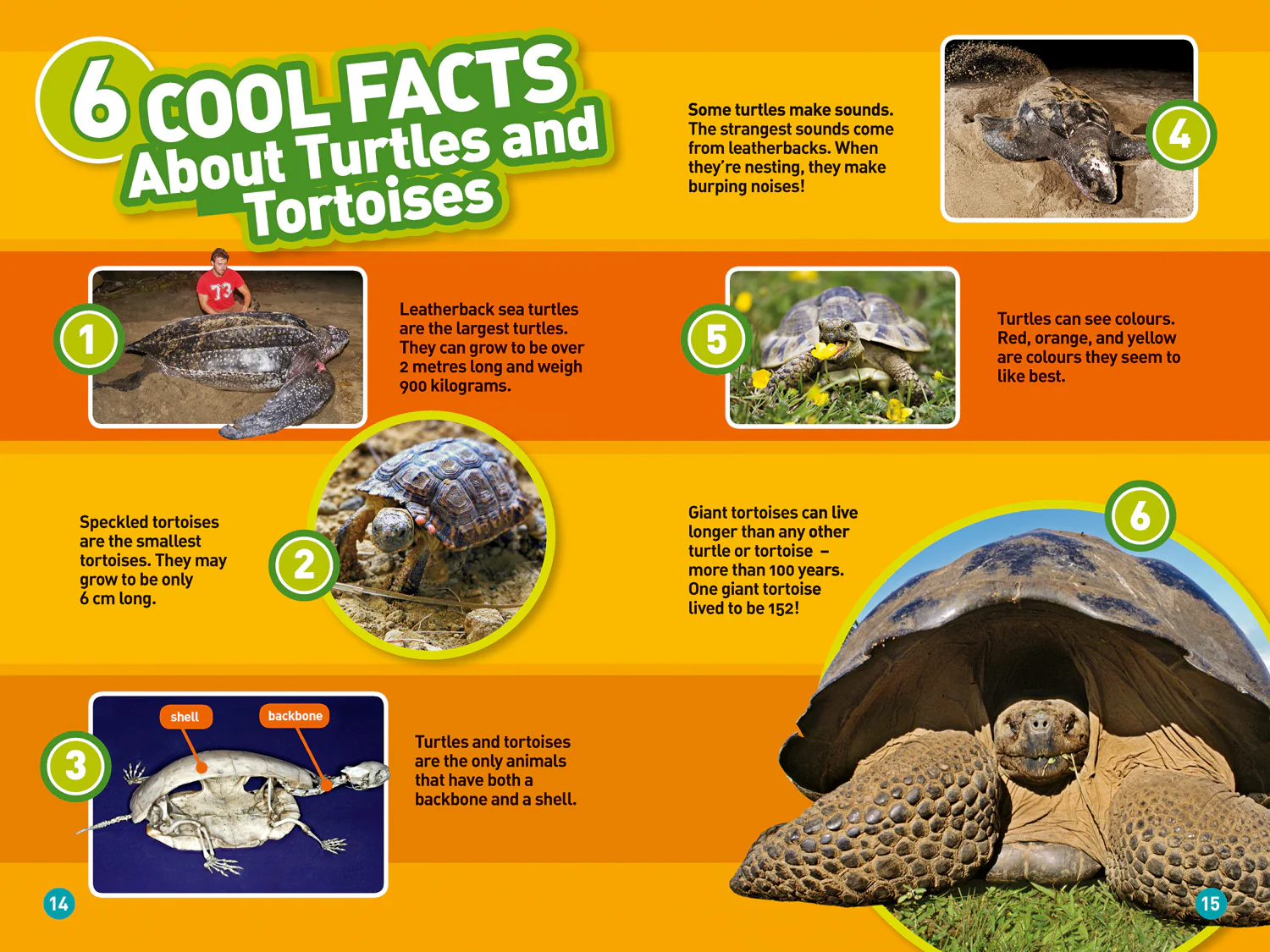 National Geographic Readers - Turtles and Tortoises: Level 2 - Image 3