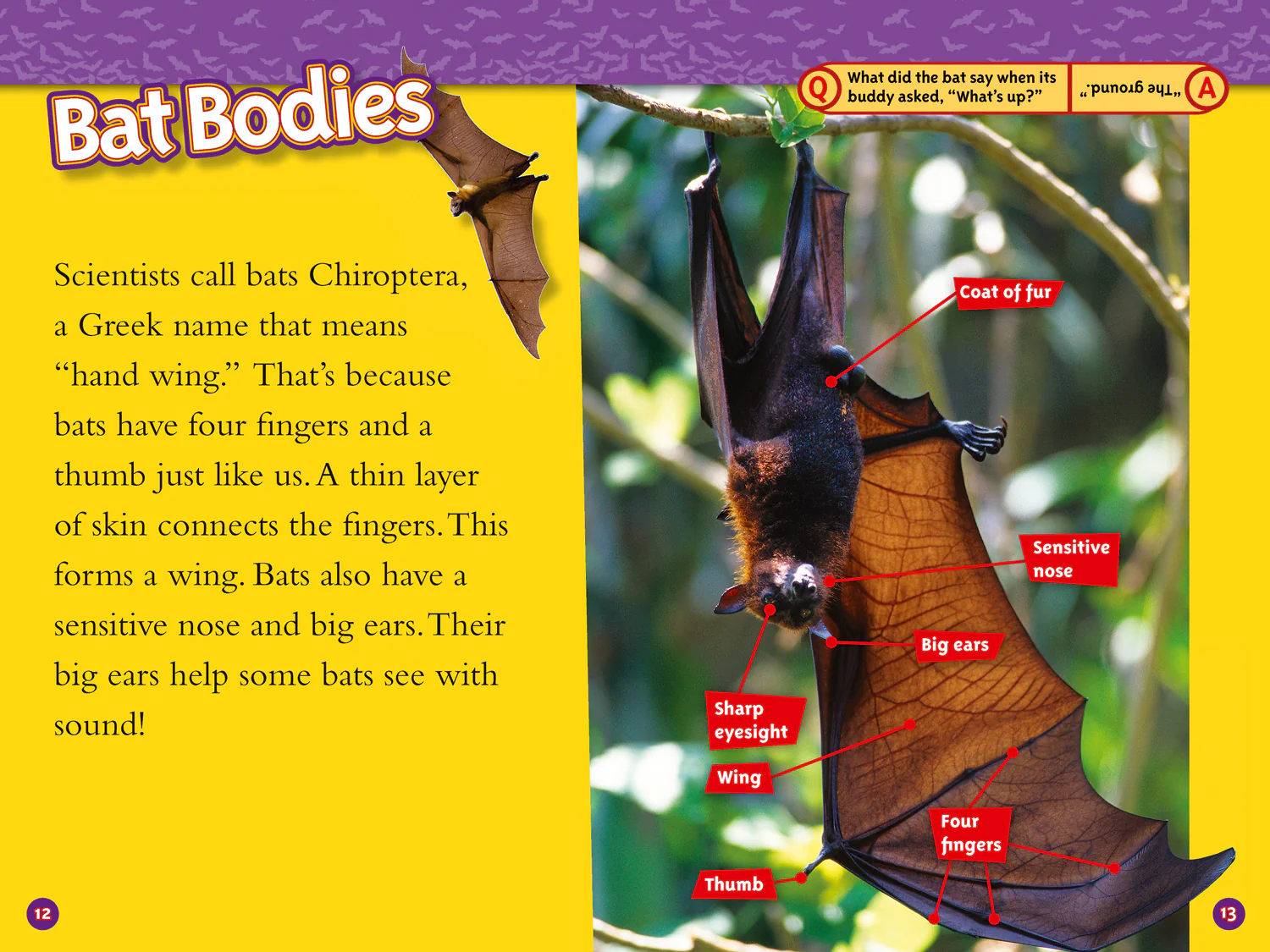 National Geographic Readers - Bats: Level 3 - Image 3
