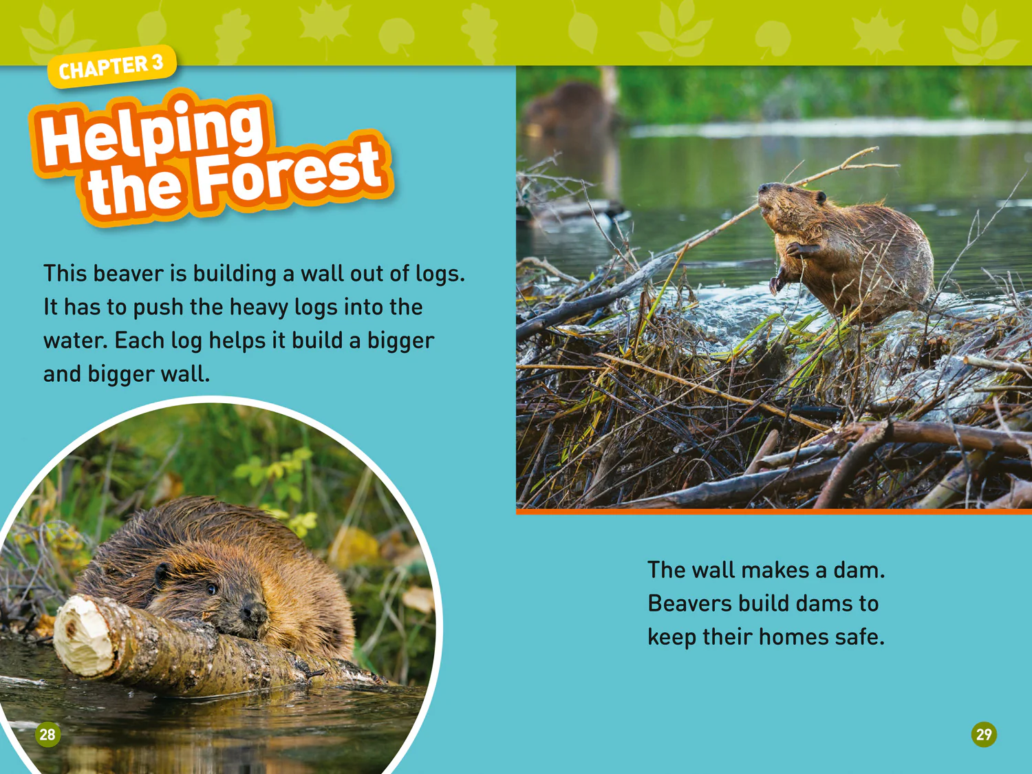 National Geographic Readers - In the Forest: Level 2 - Image 4