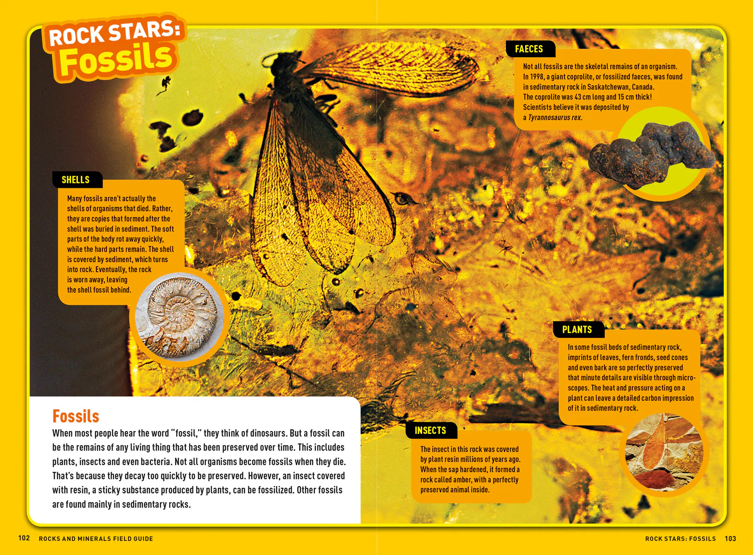 National Geographic Kids - Ultimate Explorer Field Guides Rocks and Minerals: Find Adventure! Have fun outdoors! Be a rock detective! - Image 3