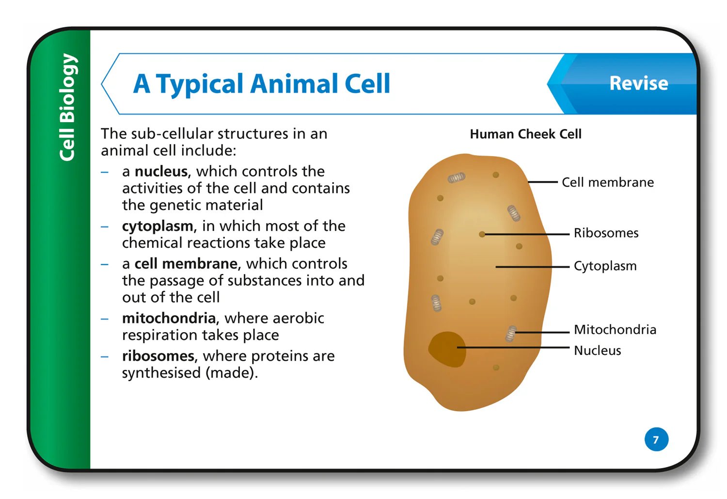Collins GCSE Grade 9-1 Revision - AQA GCSE 9-1 Combined Science Revision Cards (Biology, Chemistry & Physics): Ideal for the 2026 and 2027 exams - Image 5