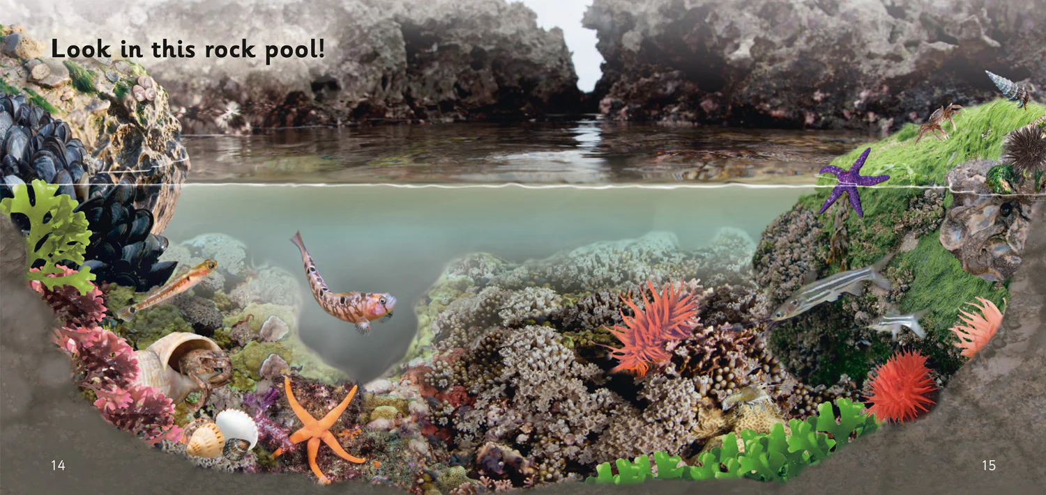 Collins Big Cat Phonics for Letters and Sounds - Rock Pools: Band 02B/Red B - Image 3