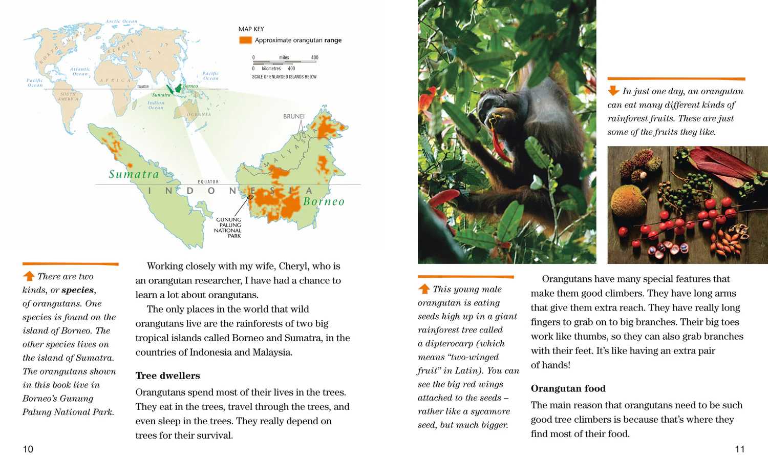National Geographic Readers - Face to Face with Orangutans: Level 5 - Image 2