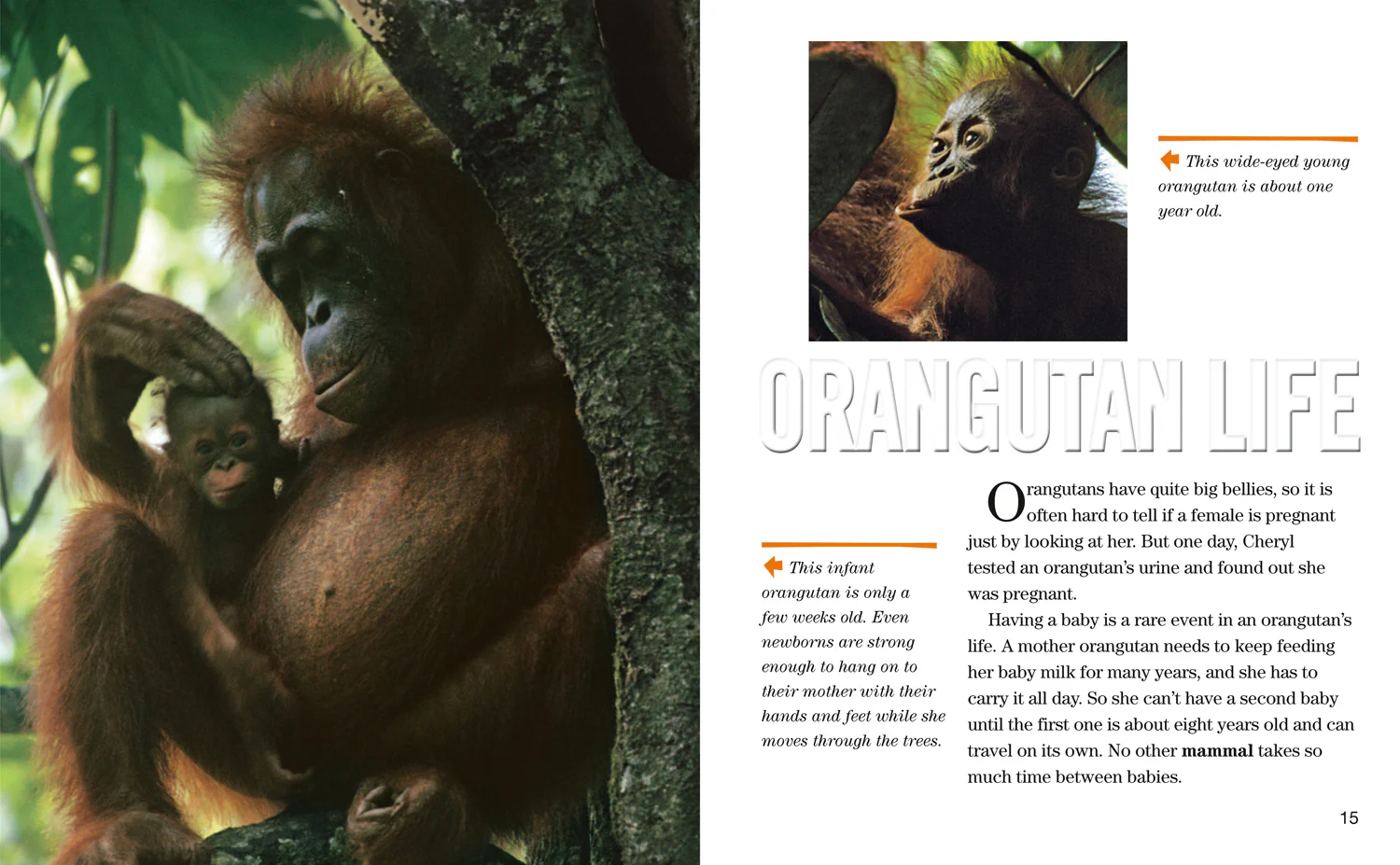 National Geographic Readers - Face to Face with Orangutans: Level 5 - Image 3