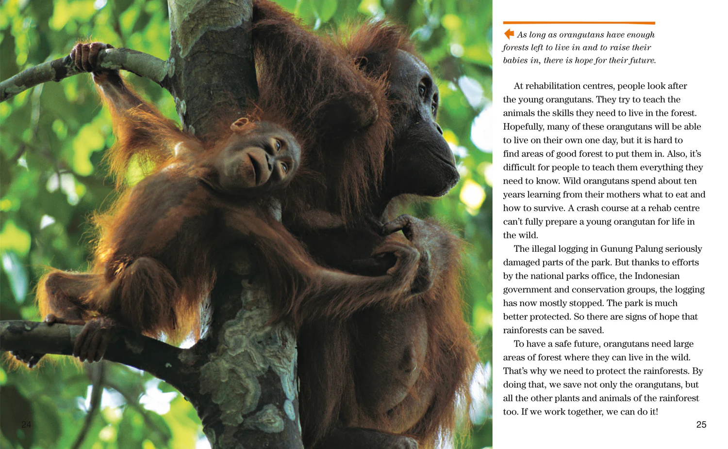 National Geographic Readers - Face to Face with Orangutans: Level 5 - Image 4