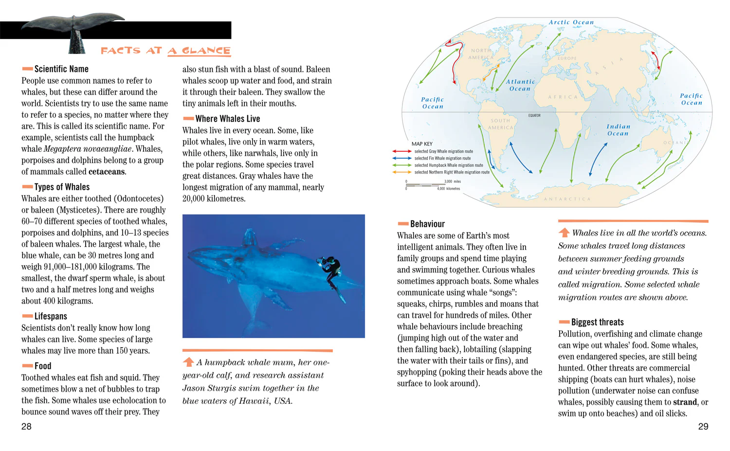 National Geographic Readers - Face to Face with Whales: Level 5 - Image 4