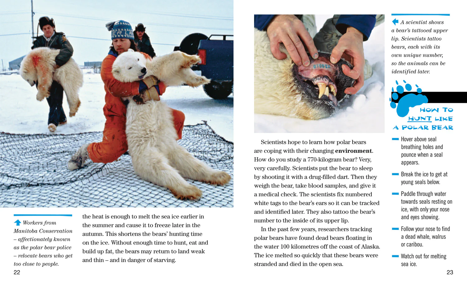 National Geographic Readers - Face to Face with Polar Bears: Level 5 - Image 4
