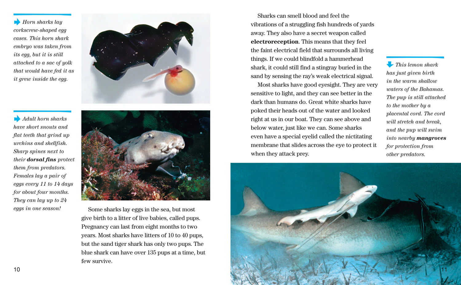 National Geographic Readers - Face to Face with Sharks: Level 5 - Image 3