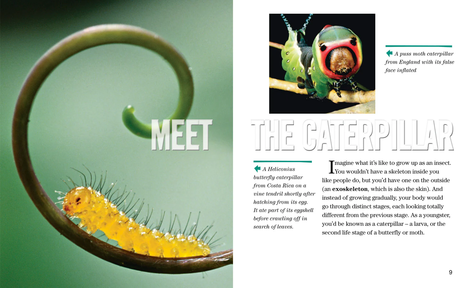 National Geographic Readers - Face to Face with Caterpillars: Level 6 - Image 3