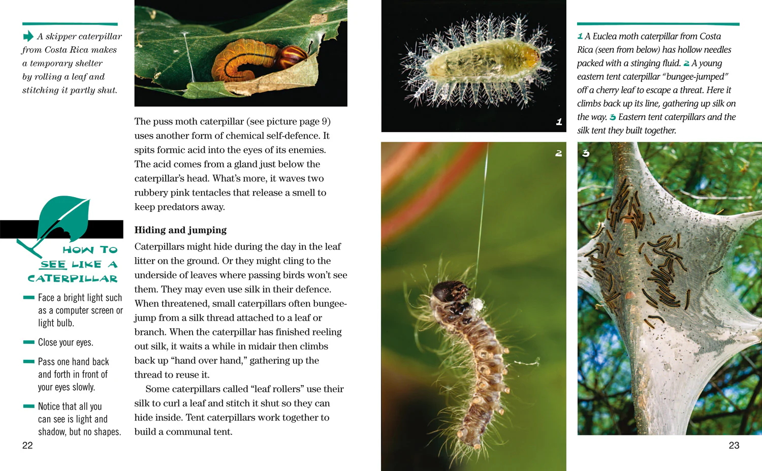 National Geographic Readers - Face to Face with Caterpillars: Level 6 - Image 4