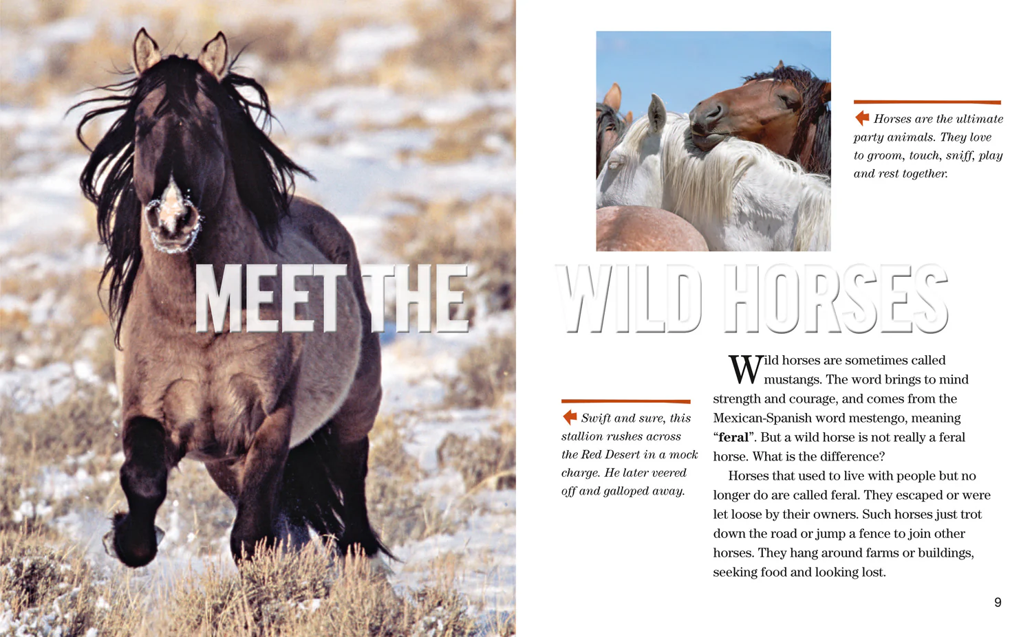 National Geographic Readers - Face to Face with Wild Horses: Level 6 - Image 2